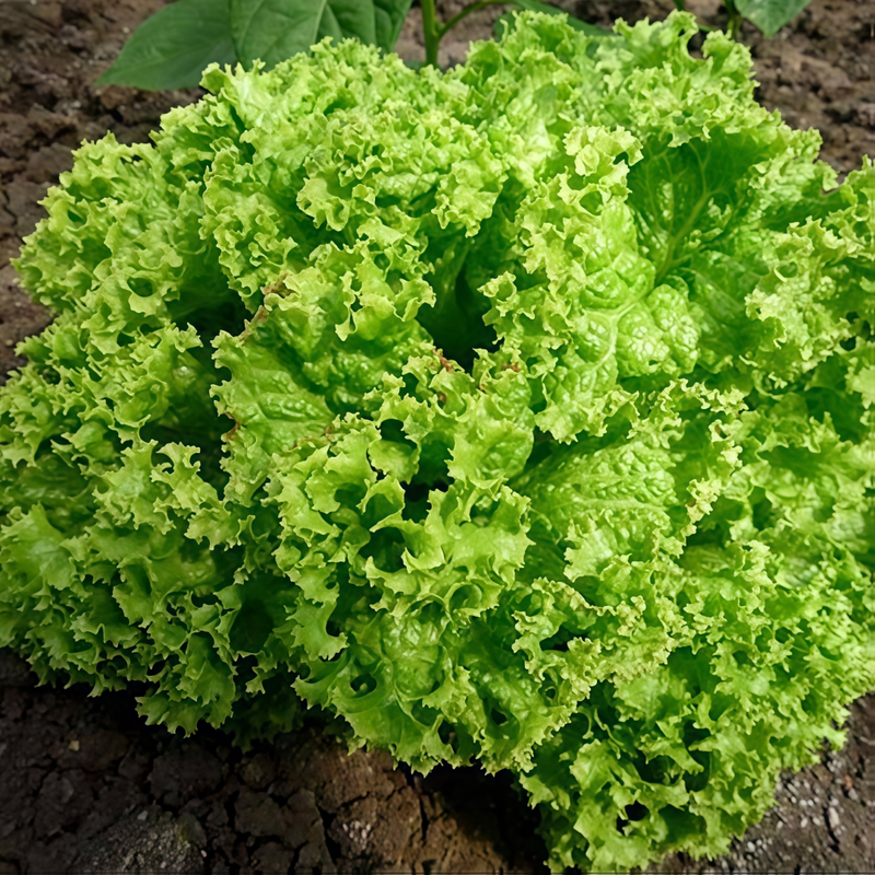 Lactuca Sativa Linn - Green Larger Packet High Germination 3000-15000 Onsaleseeds
