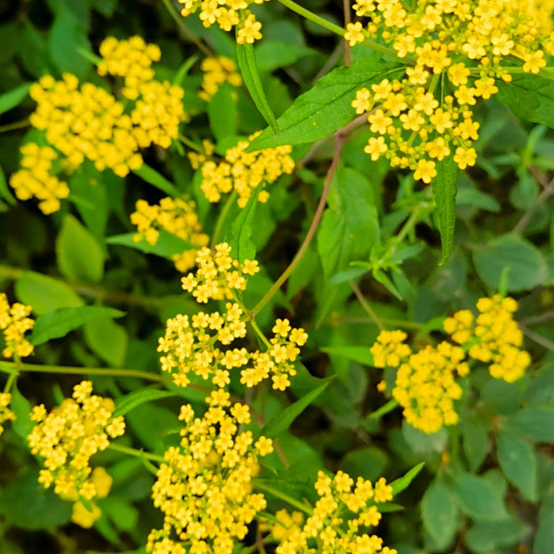 Bupleurum Seeds - Larger Packet High Germination 2000-10000 Onsaleseeds