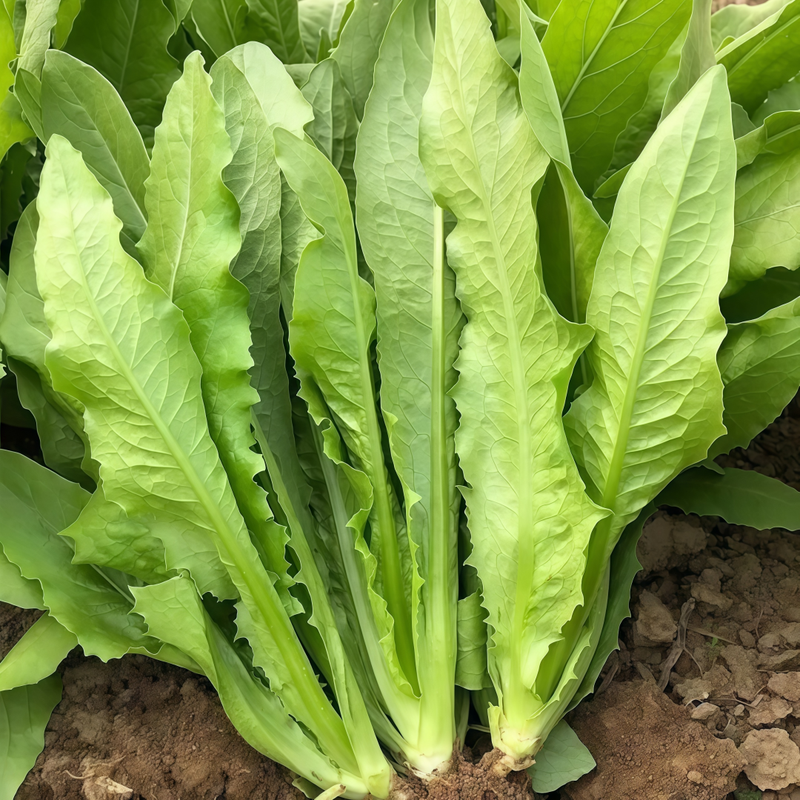 Lactuca Sativa - Green Larger Packet High Germination 3000-15000 Onsaleseeds