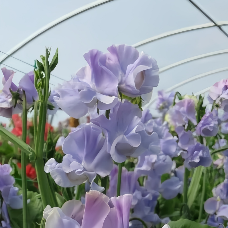 Sweet Pea Seeds - Blue High Germination Onsaleseeds