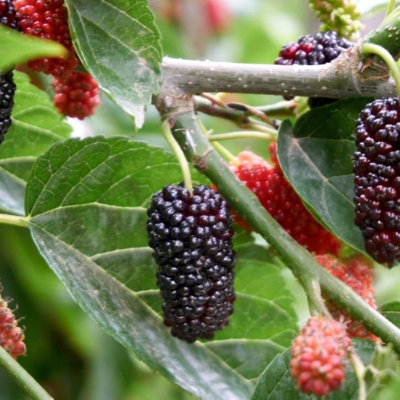 Mulberry Tree seeds up to 50%