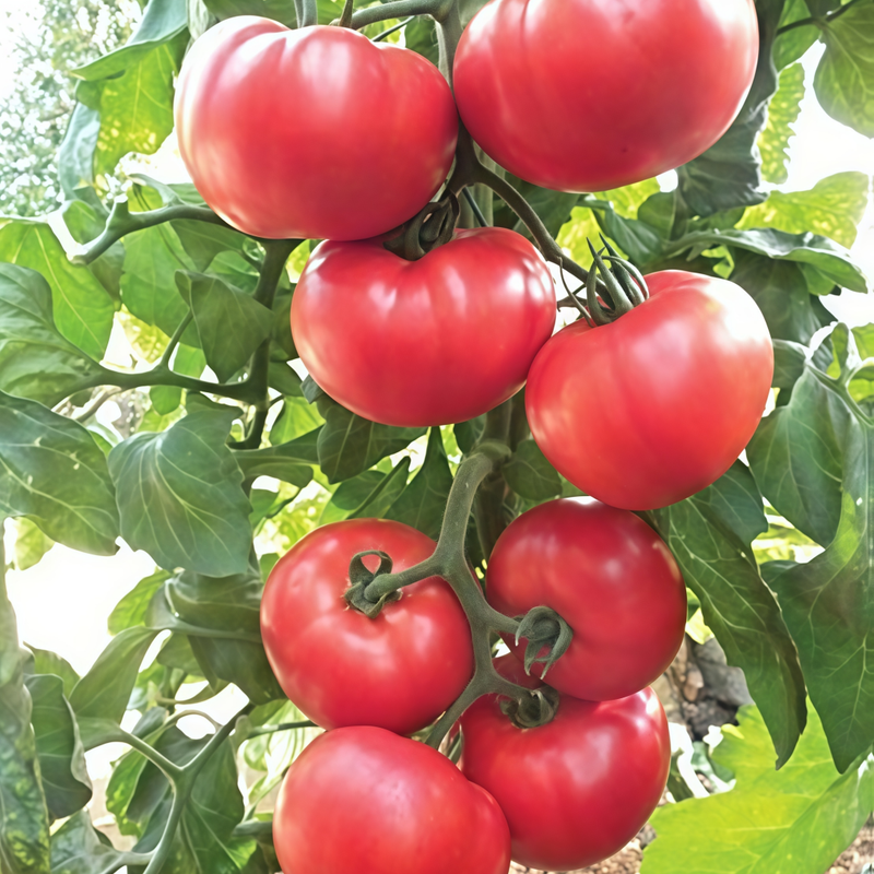 Lycopersicon Esculentum Miller - Standard Red Larger Packet High Germination 400-2000 Onsaleseeds
