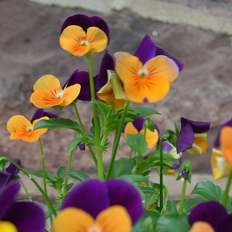 Pansy Seeds - Medium-Sized Purple Flowers With Yellow Spots Larger Packet High Germination 600-3000 Onsaleseeds