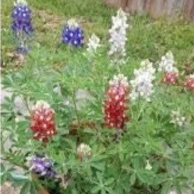 Texas Maroon Bluebonnet Seeds up to 50%