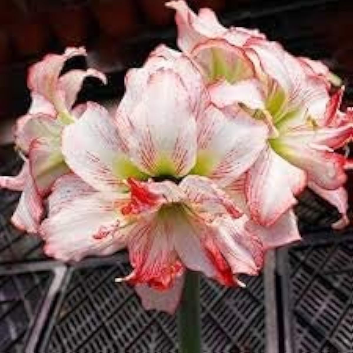 Red Amaryllis Barbados Seeds up to 50%