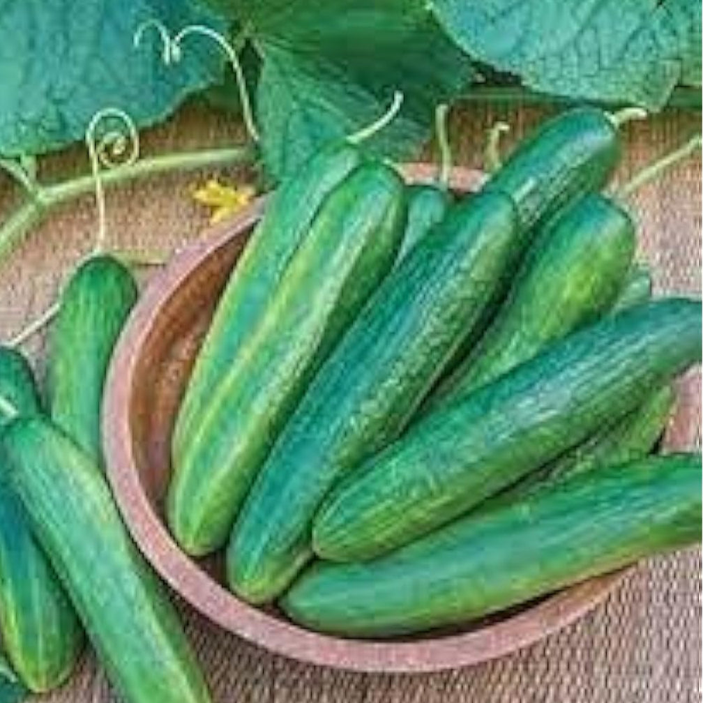 Palace King Cucumber Seeds – up to 50%