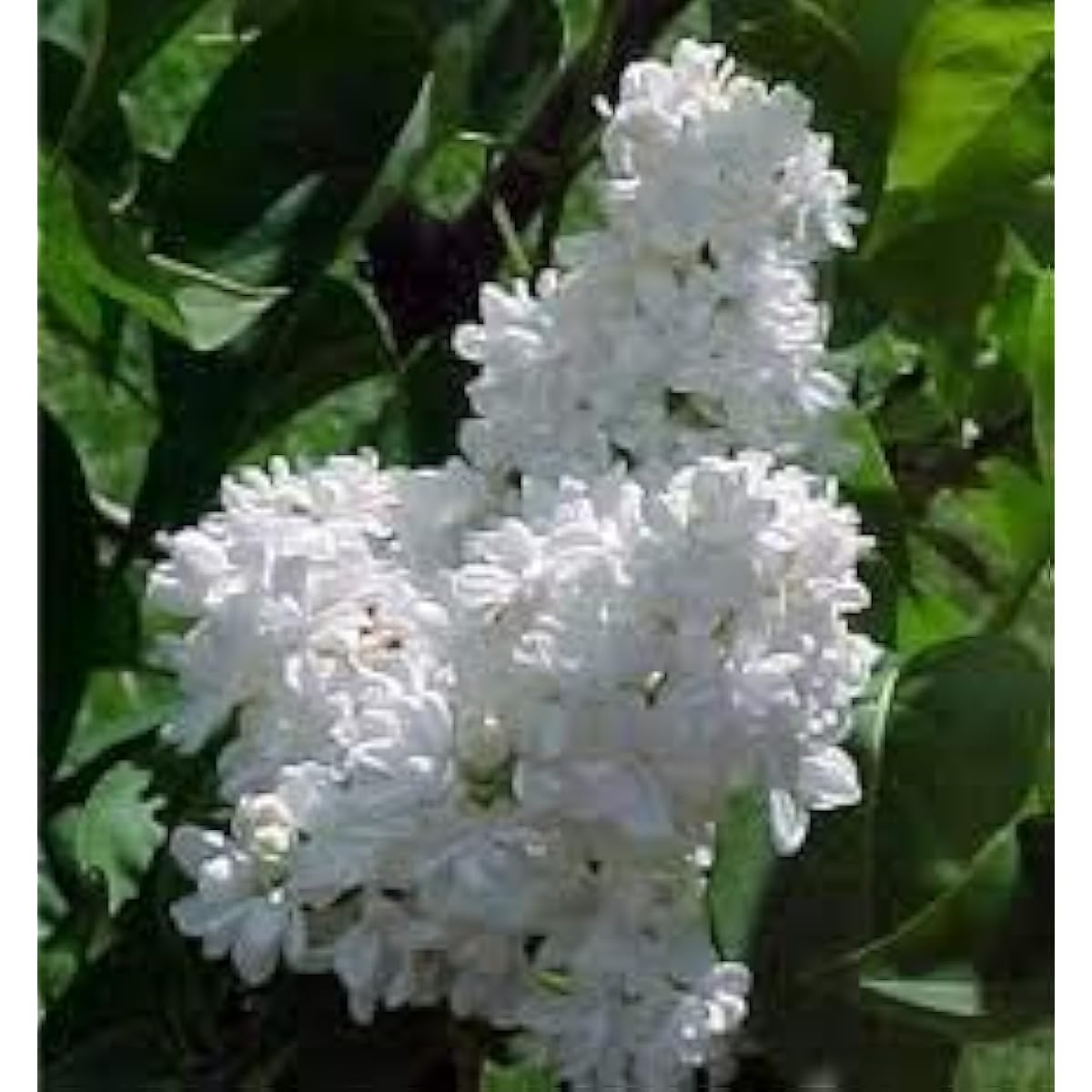 White Japanese Lilac Seeds up to 50%