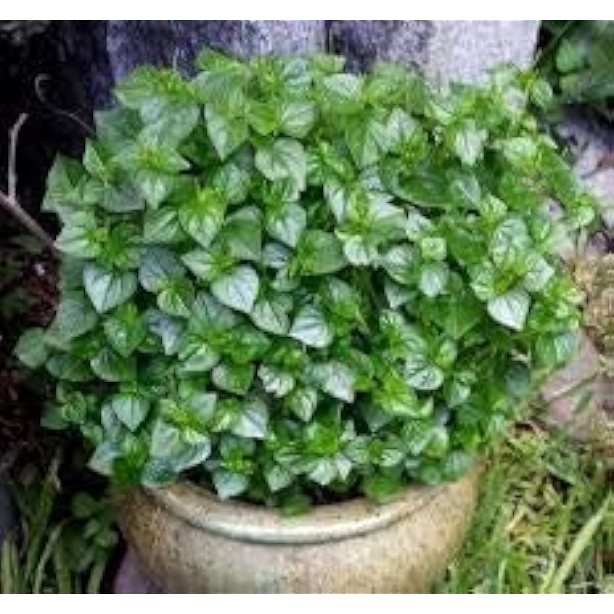 Peperomia Pellucida Herb Seeds up to 50%