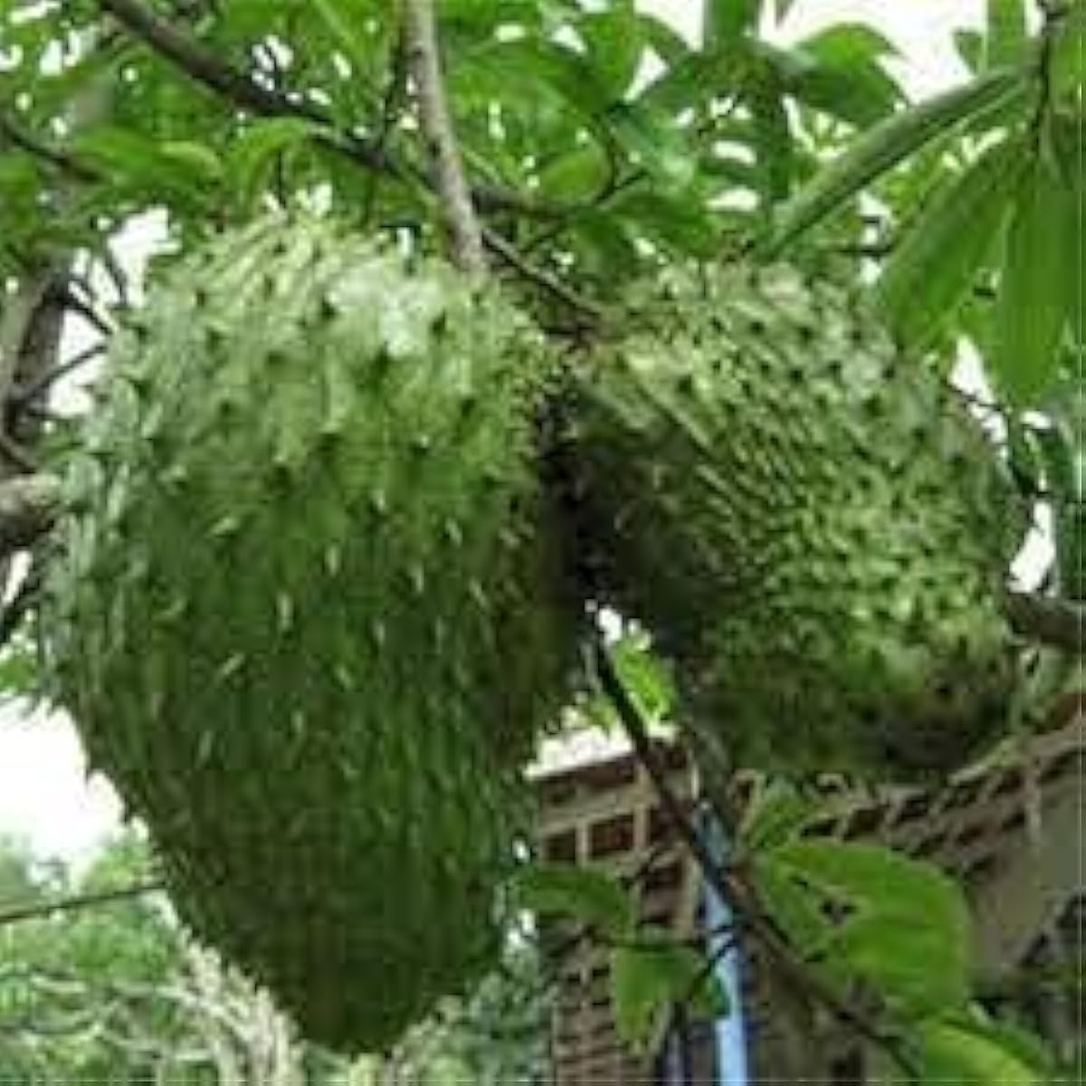 Giant Soursop Seeds – up to 50%