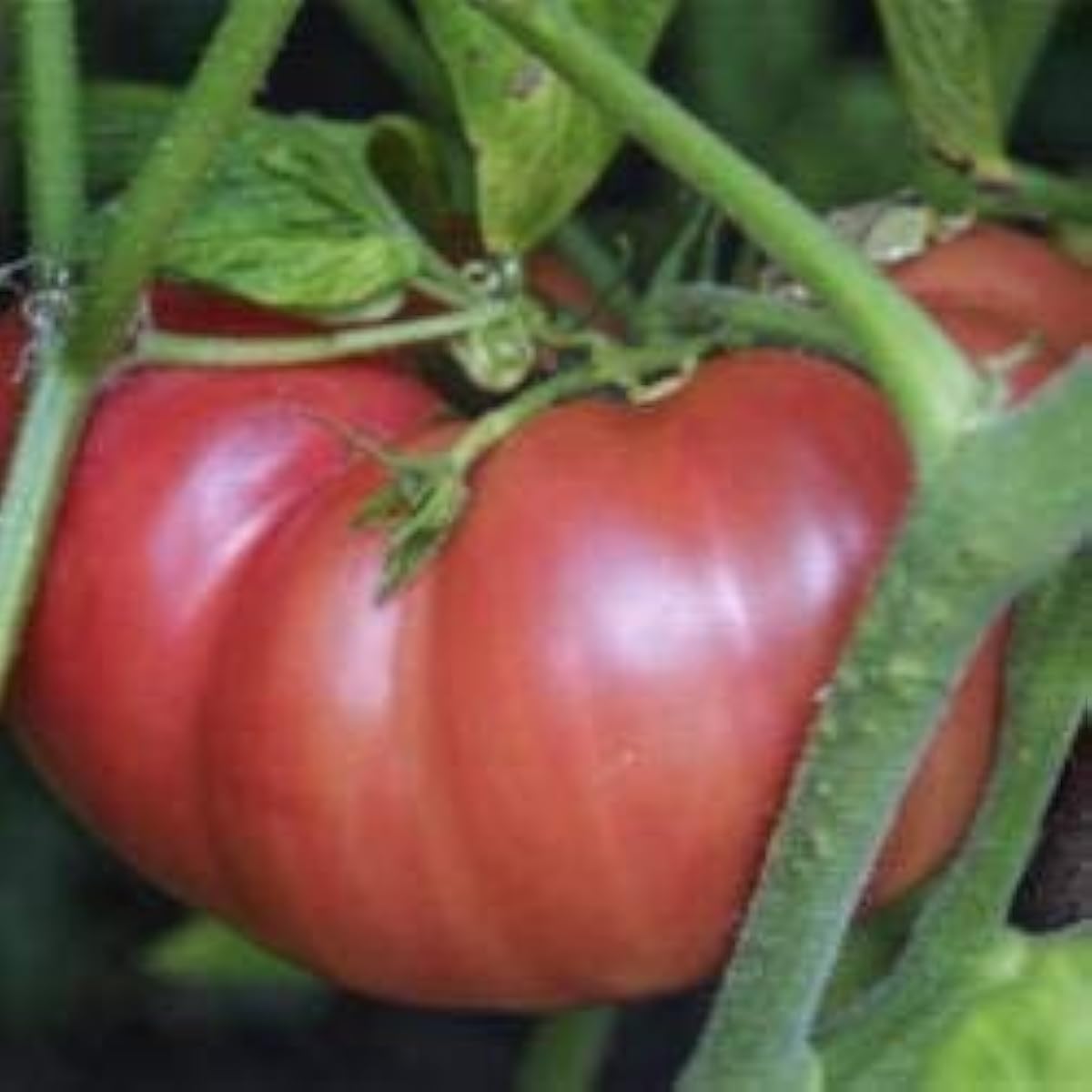 Giant Yellow Tomato Seeds up to 50%