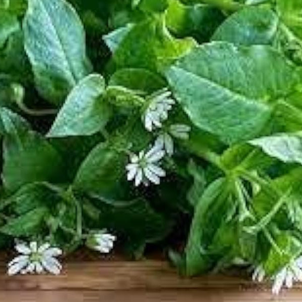Chickweed Flower Seeds up to 50%