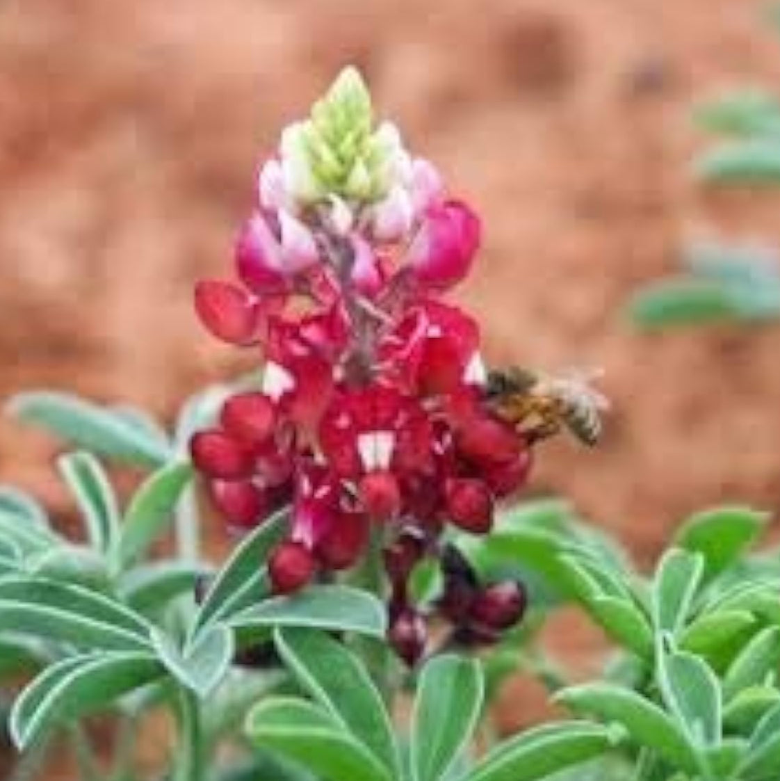 Texas Maroon Bluebonnet Seeds up to 50%