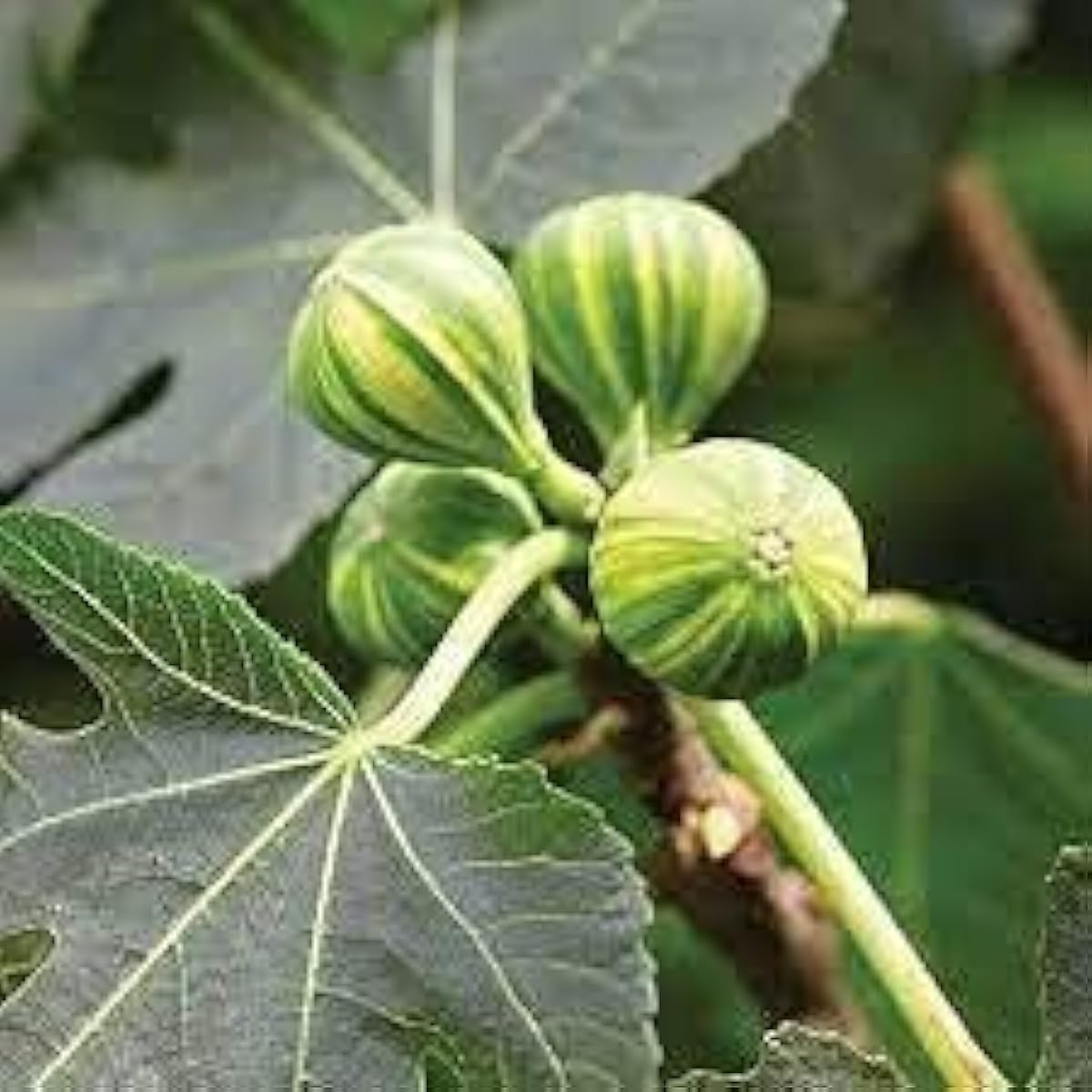 Tiger Stripe Fig Seeds up to 50%