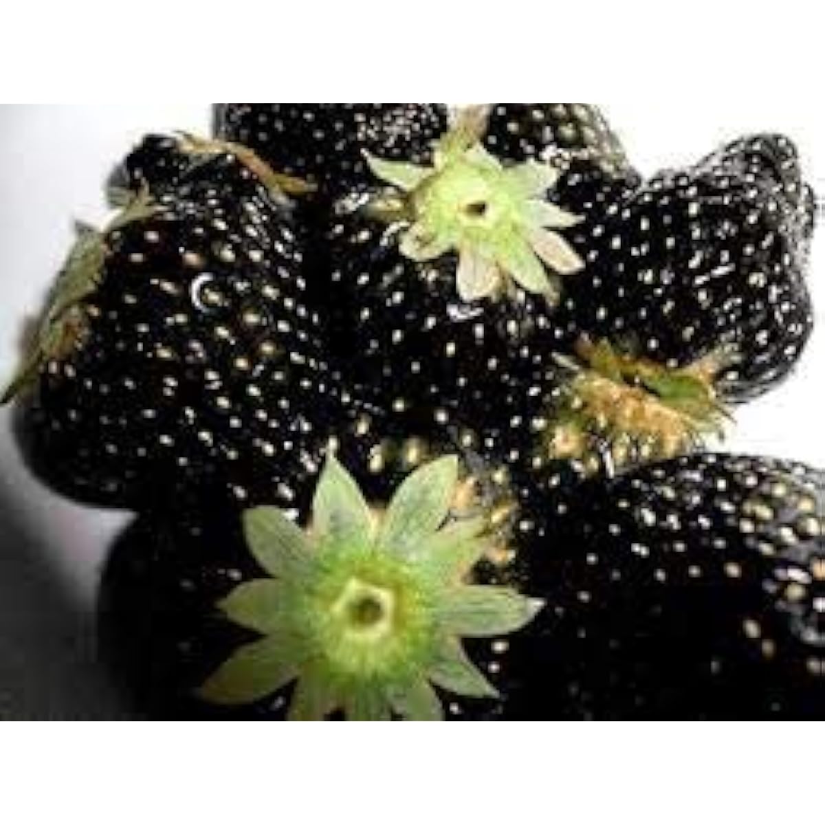 Black Strawberry Seeds up to 50%
