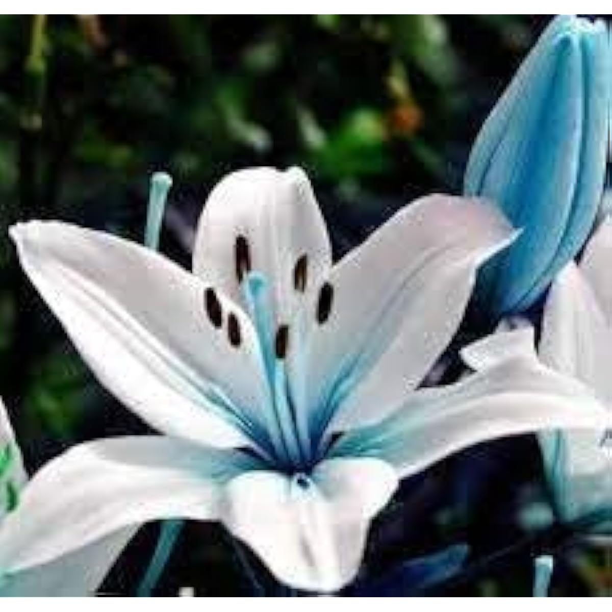 White Pink Lilium Seeds ¨C up to 50%