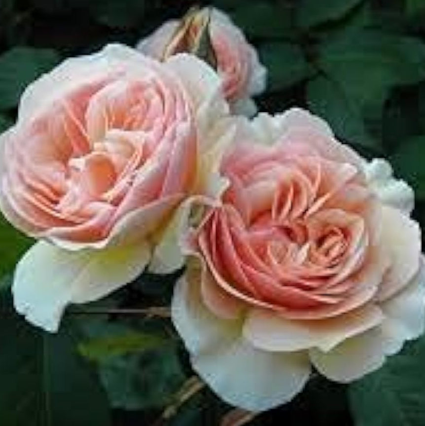 Juliet Rose Seeds ¨C up to 50%