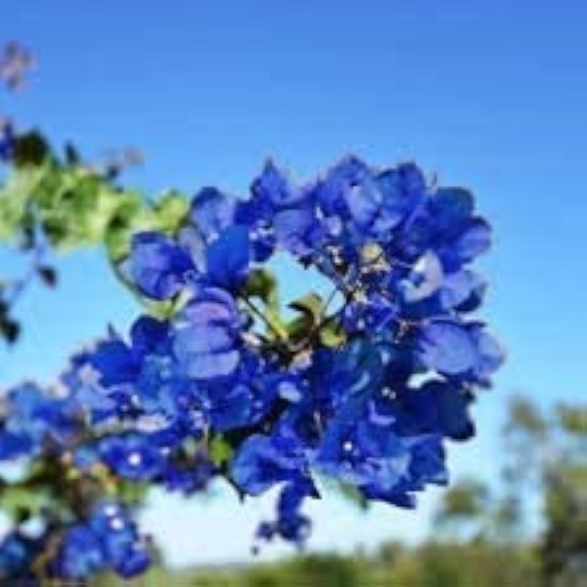Blue Bougainvillea Seeds up to 50%