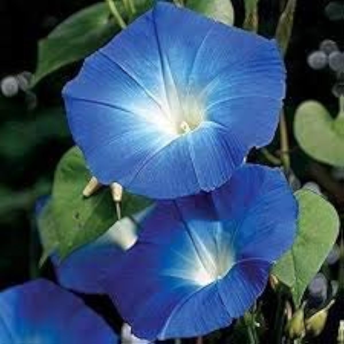 Giant Blue Moonflower Seeds up to 50%