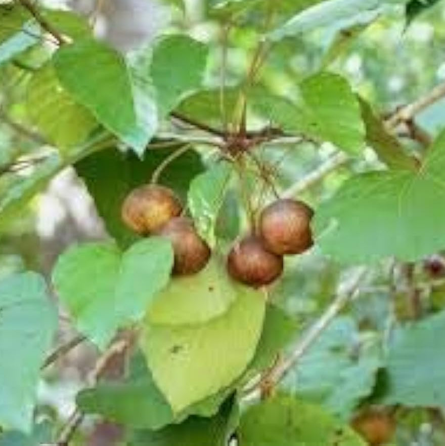 Tung Oil Tree Seeds up to 50%