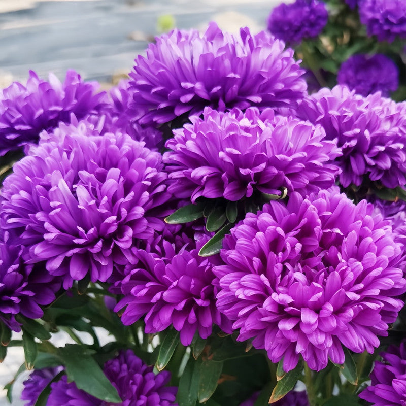 China Aster Seeds - Blue Larger Packet High Germination 1500-5000 Onsaleseeds