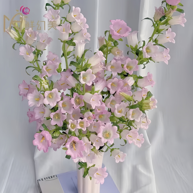 Campanula Seeds - Mix Larger Packet High Germination 4000-20000 Onsaleseeds