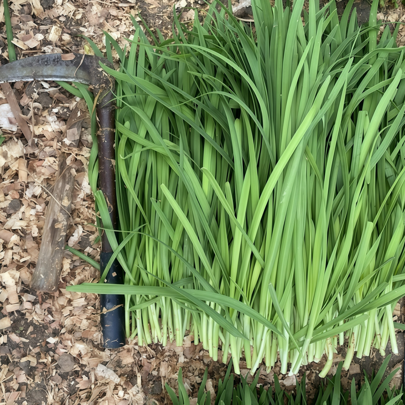 Leek - Larger Packet High Germination 5000-25000 Onsaleseeds