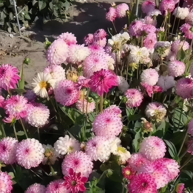 China Aster Seeds - Light Pink Larger Packet High Germination 1500-7500 Onsaleseeds