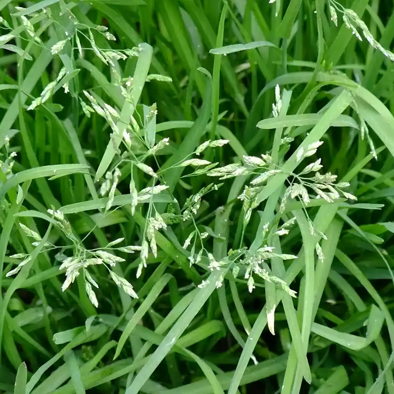 Reed Shaped Fescue Faen Seeds - Larger Packet High Germination 1/4-1/2LB Onsaleseeds