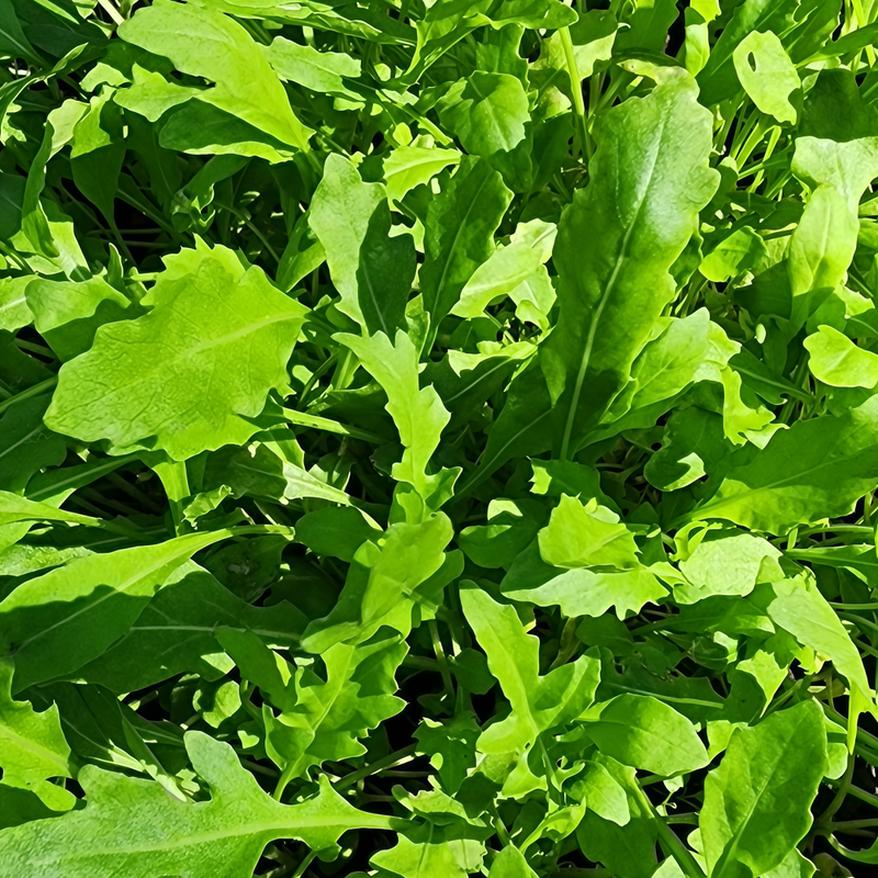 Eruca Sativ Mill - Larger Packet High Germination 3000-15000 Onsaleseeds