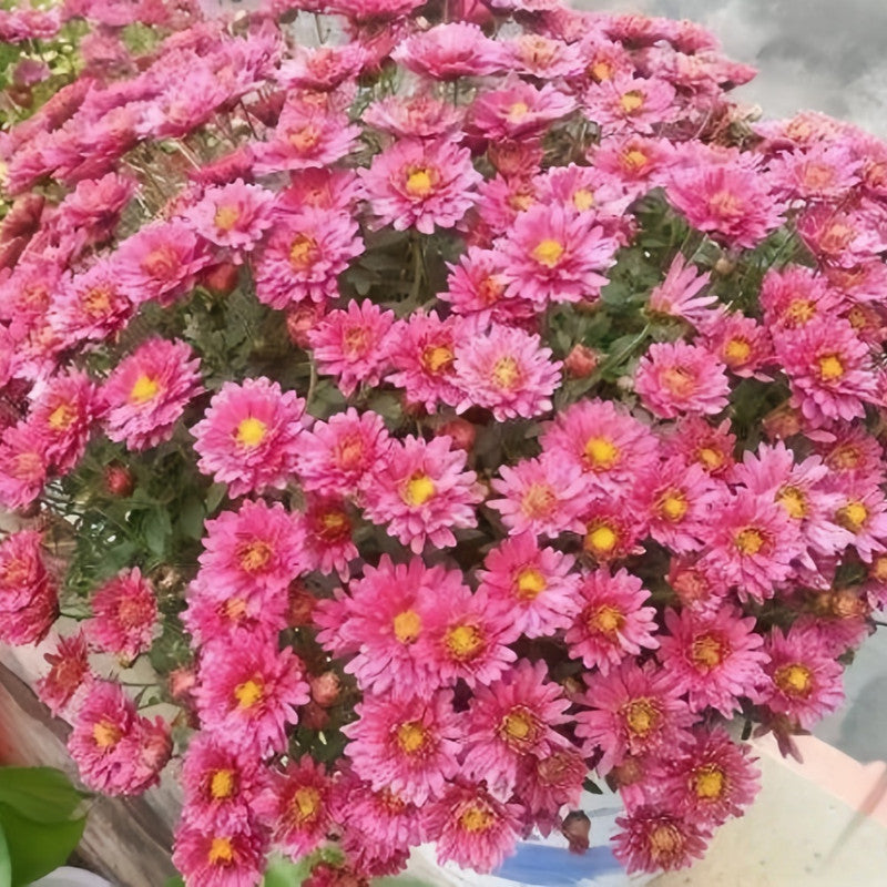 China Aster Seeds - Red Larger Packet High Germination 800-4000 Onsaleseeds