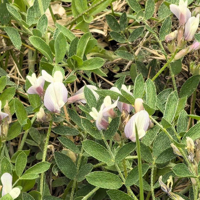 Astragalus Mongholicus Bunge Seeds - Larger Packet High Germination 250-1200 Onsaleseeds