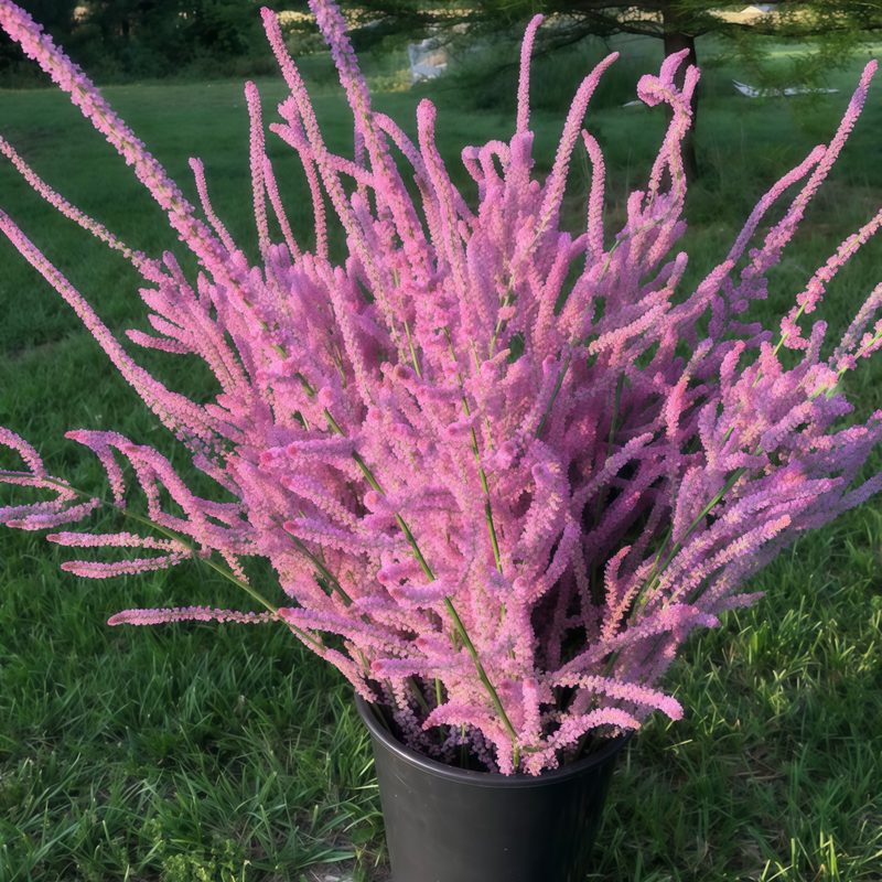 Limonium Suworowii Seeds - Pink High Germination Onsaleseeds