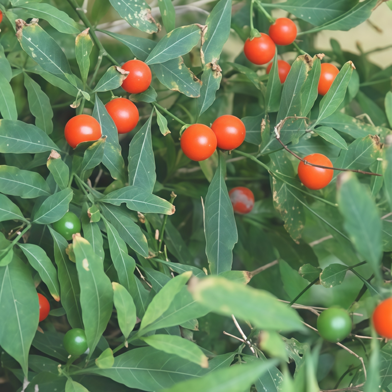 Solanum - Pseudocapsicum Red Larger Packet High Germination 300-1500 Onsaleseeds