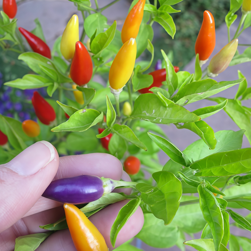 Capsicum Annuum Var. - Mix Larger Packet High Germination 360-1800 Onsaleseeds