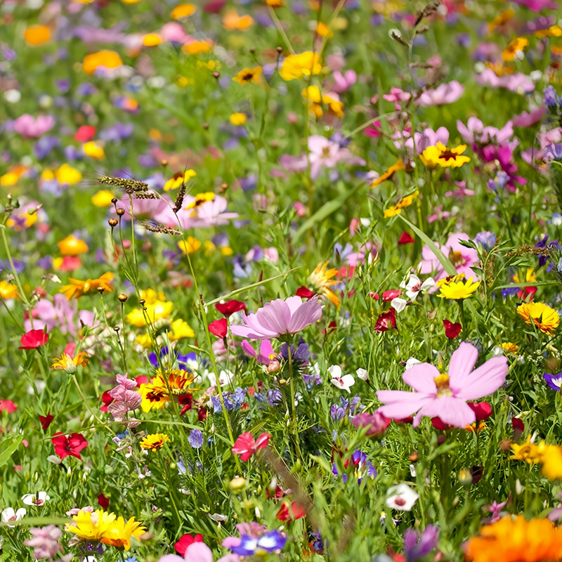 Wildflower Seeds - Cold Resistant Dwarf Plant Mix Includes Verbascum Blattaria L., Aubrieta, Dianthus,etc