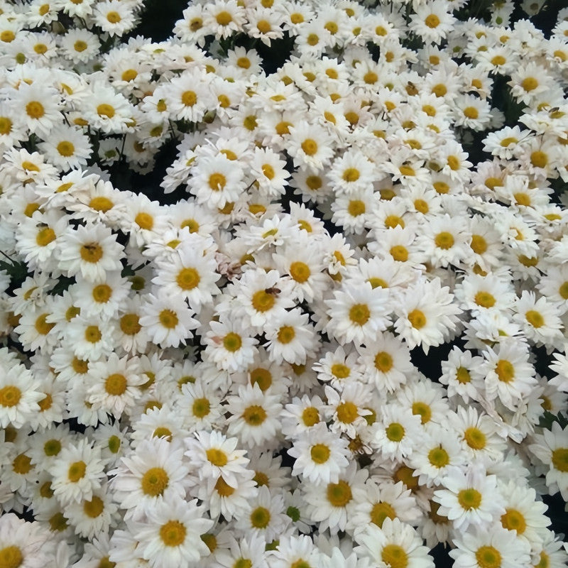 China Aster Seeds - White Dwarf Larger Packet High Germination 1200-5000 Onsaleseeds