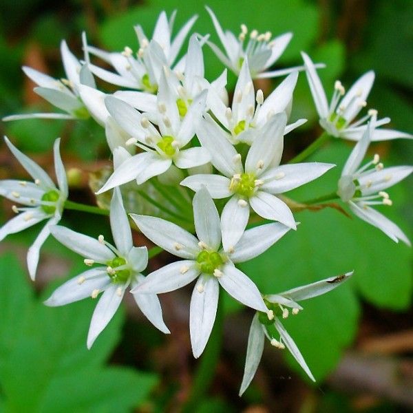 Ramsons Wild Garlic Seeds up to 50%