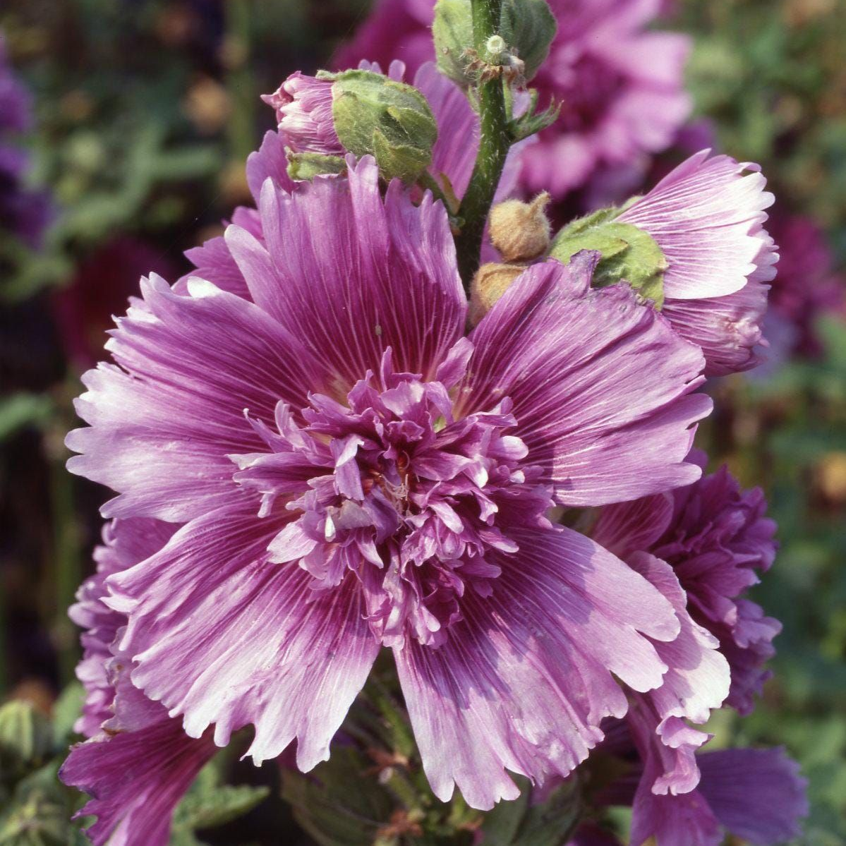 Hollyhock Lilac Rose Seeds up to 50% Large Pack · 1500-7500 Seeds