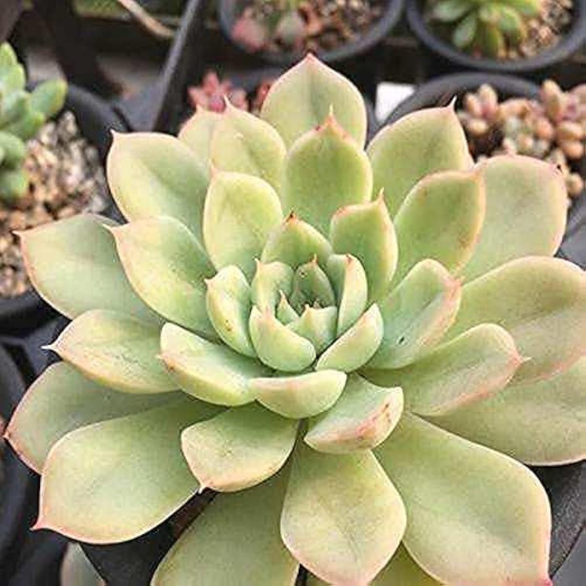 Moon Fairy Succulent Seeds up to 50%
