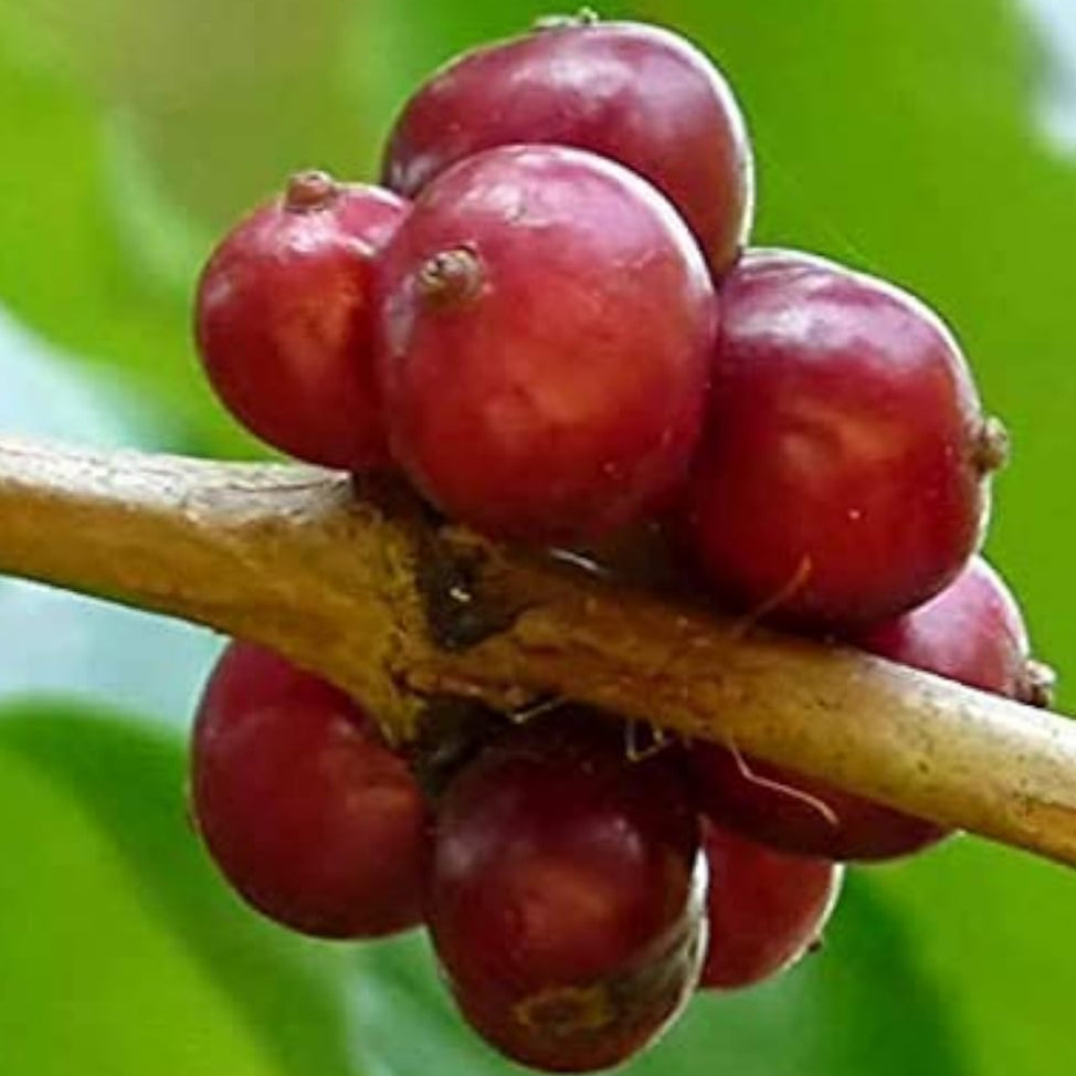 Robusta Coffee Plant Seeds up to 50%