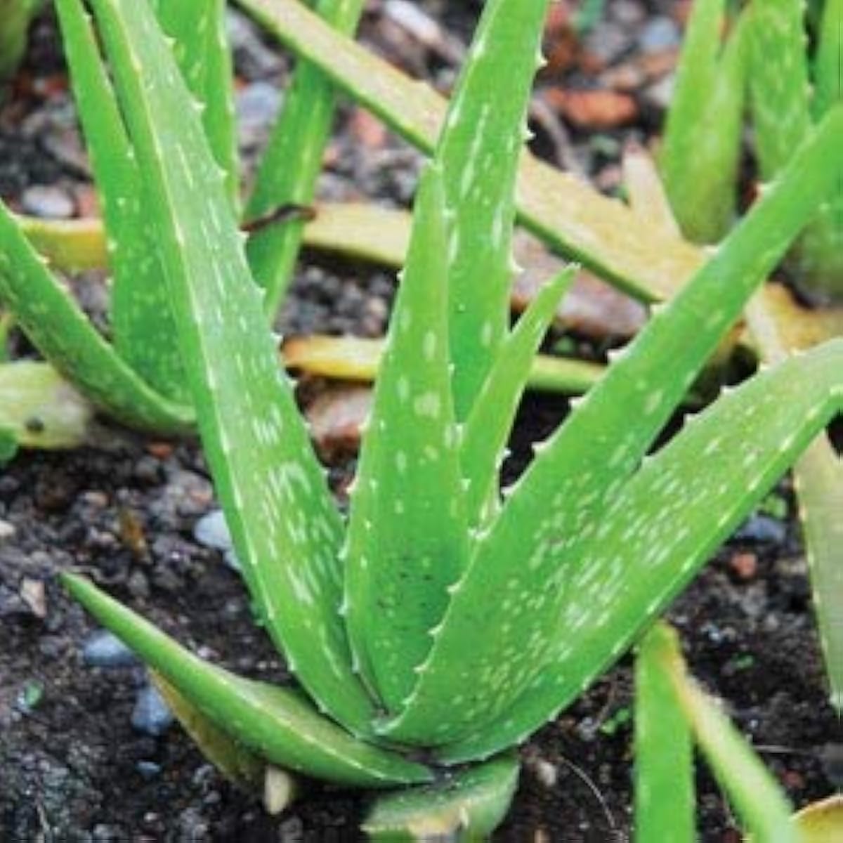 Green Aloe Vera Seeds up to 50%