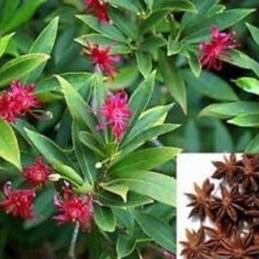 Star Anise Flower Seeds up to 50%