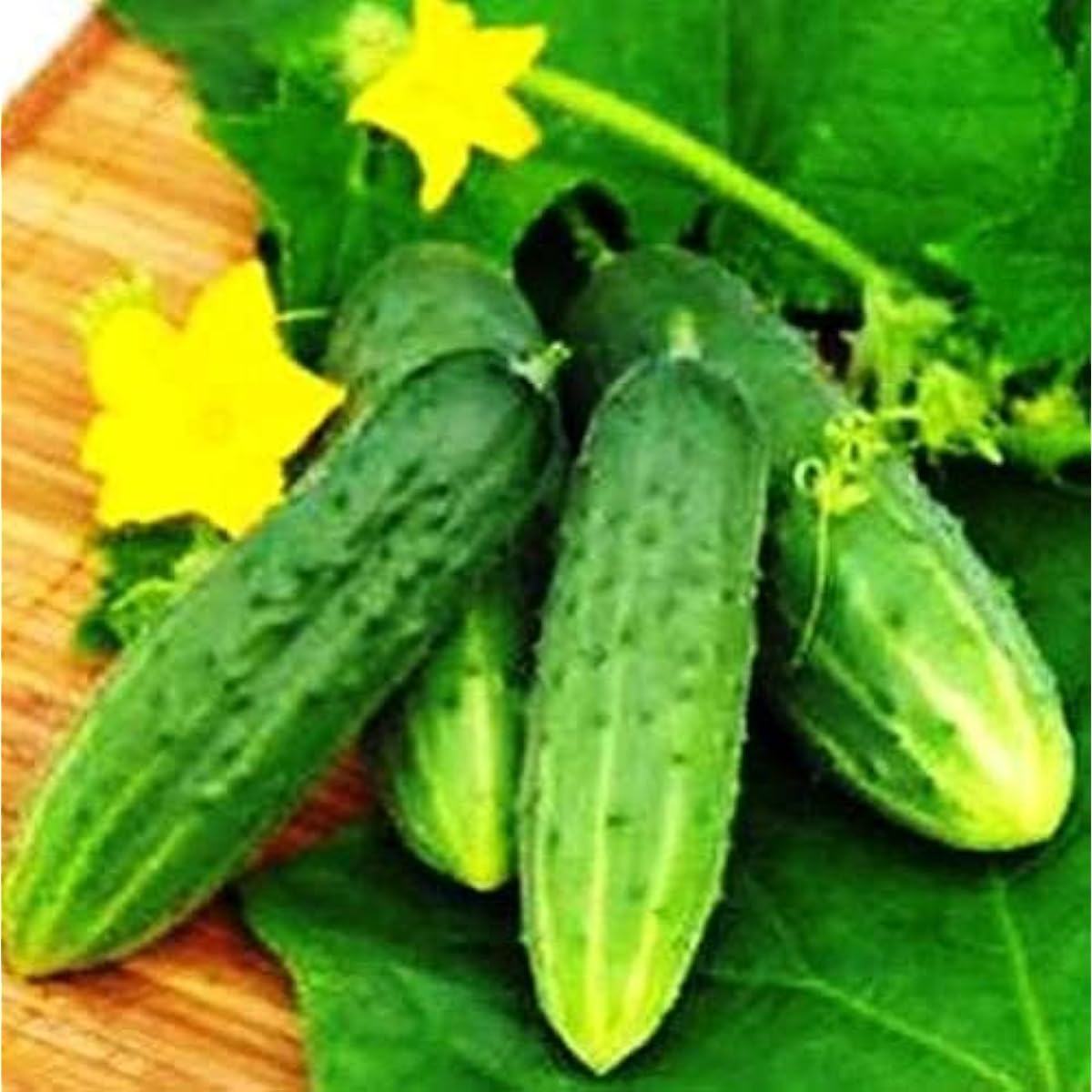 Nezhin Pickling Cucumber Seeds – Crisp Heirloom Variety – up to 50%