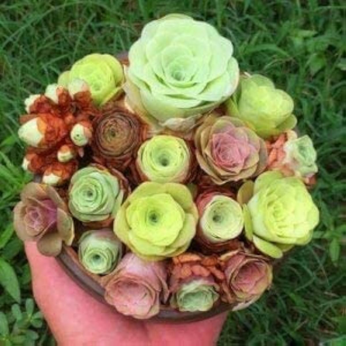 Mixed Greenovia Flower Seeds up to 50%