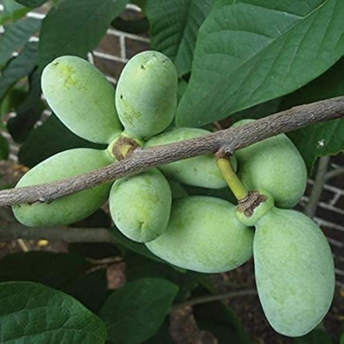 Paw Paw Tree Seeds up to 50%