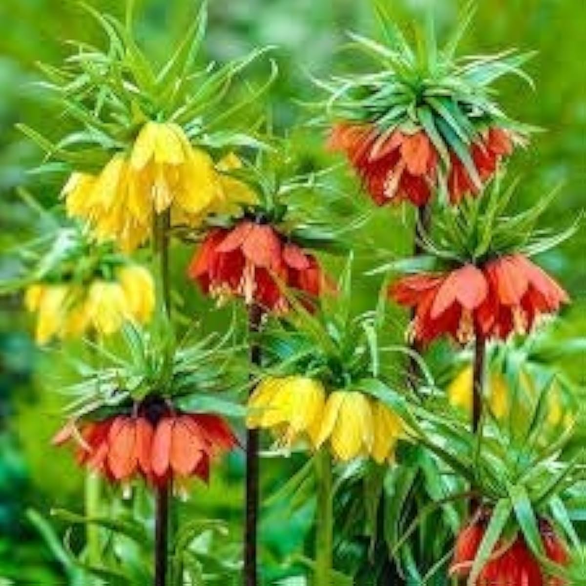 Crown Imperial Flower Seeds up to 50%