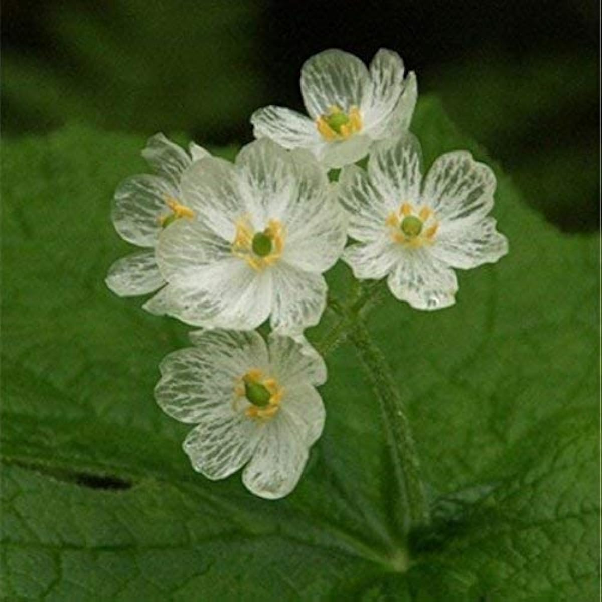 Skeleton Flower Seeds up to 50%