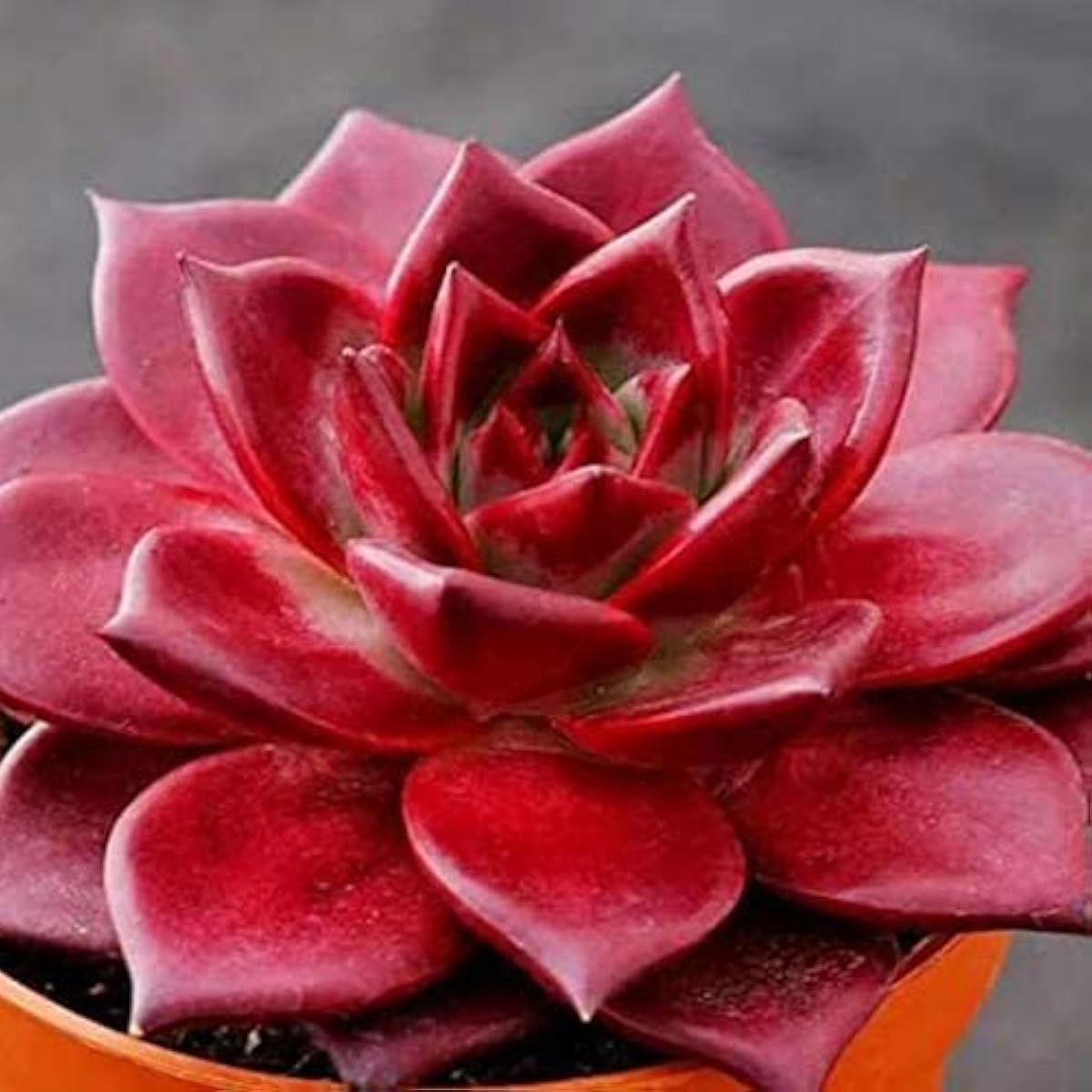 Echeveria Agavoides Seeds up to 50%