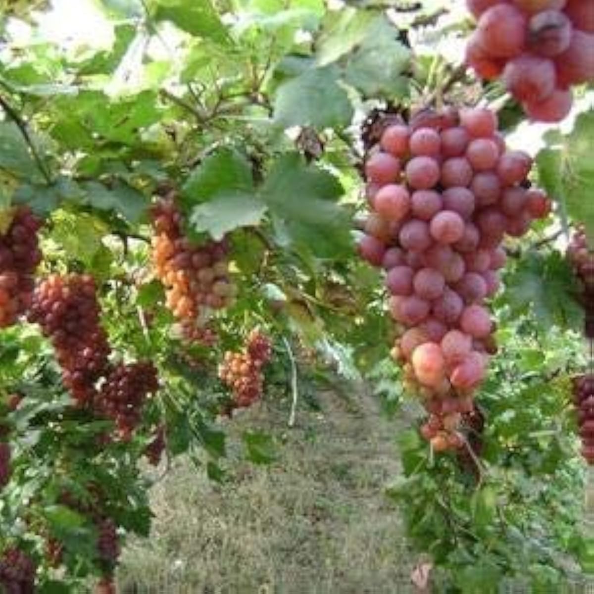 Red Muscadine Grape Seeds up to 50%