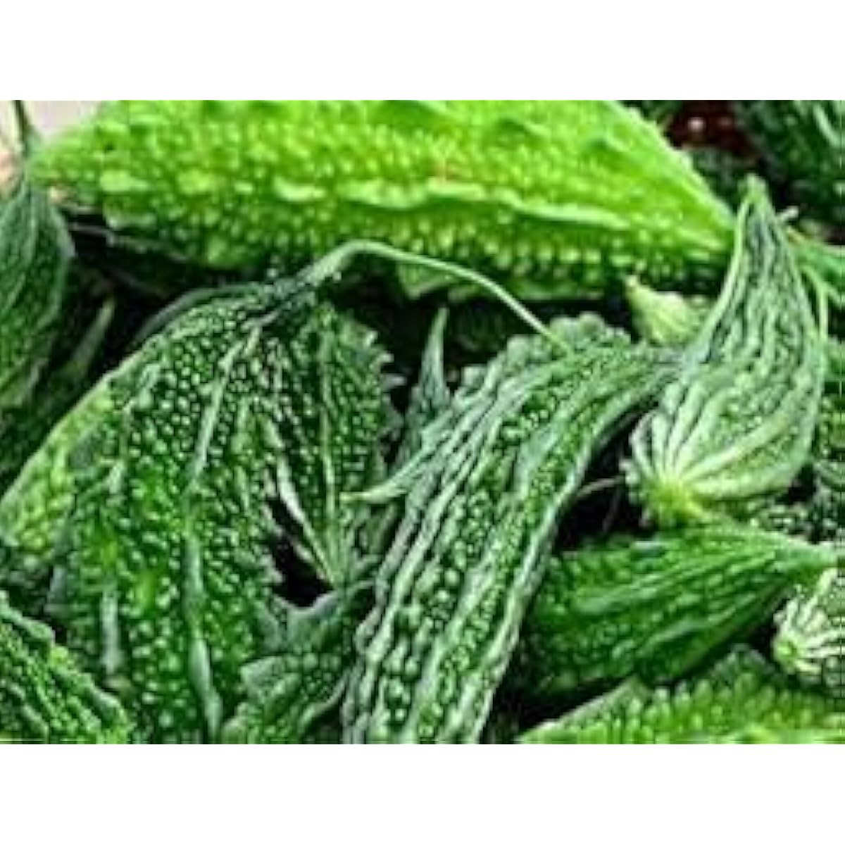 Green Bitter Melon Seeds up to 50%